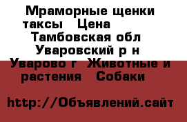 Мраморные щенки таксы › Цена ­ 2 000 - Тамбовская обл., Уваровский р-н, Уварово г. Животные и растения » Собаки   